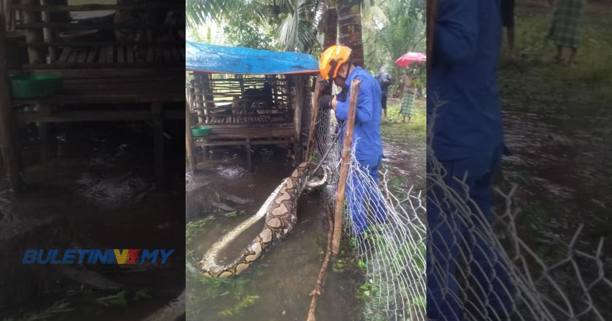 Ular Sawa Seberat 100 Kg Ditangkap Dekat Kandang Kambing BULETIN TV3