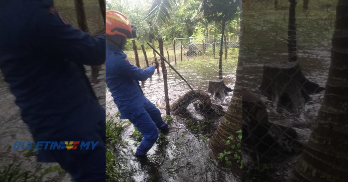 Ular Sawa Seberat Kg Ditangkap Dekat Kandang Kambing Buletin Tv