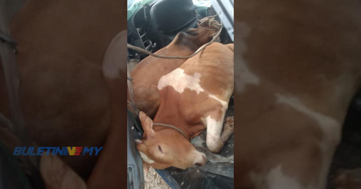 Video Empat Pencuri Kantoi Sumbat Dua Ekor Lembu Dalam Kereta