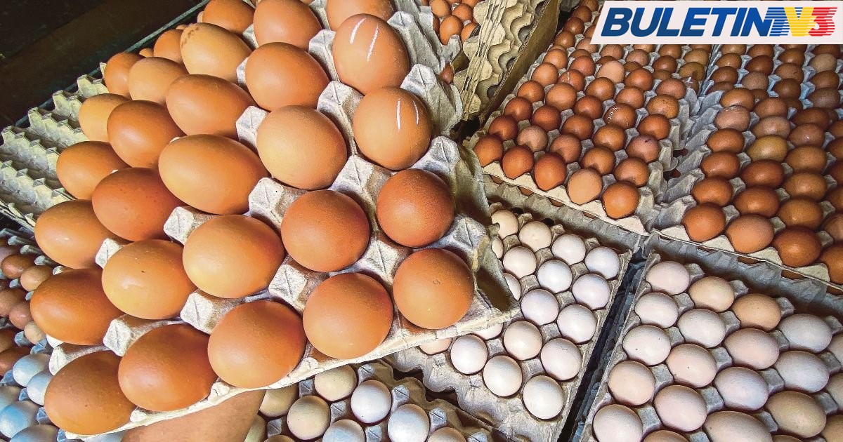Kerajaan Setuju Naikkan Subsidi Telur Ayam Kepada 8 Sen