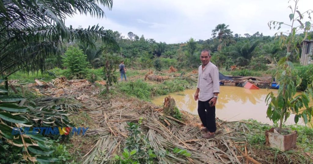 20 Pekebun Berputih Mata Tanaman Diserang Gajah Liar Buletin Tv3 Malaysia 5732