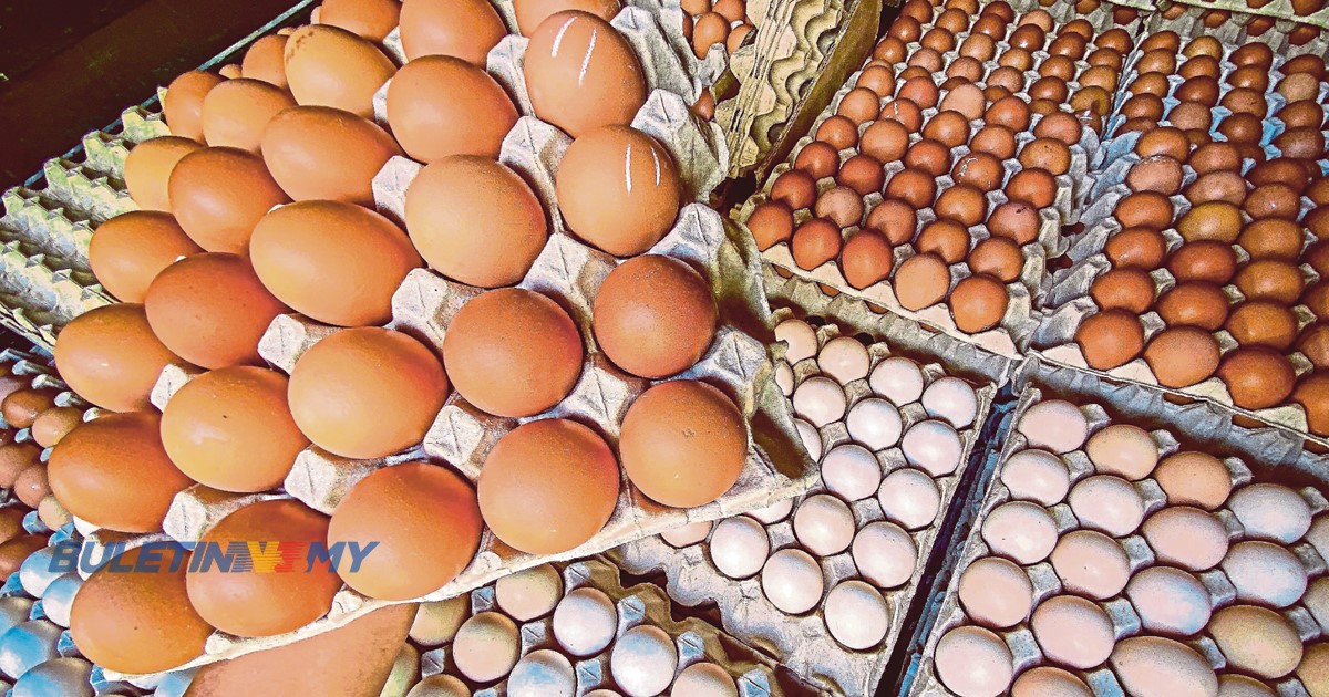 Subsidi telur ayam naik dua sen