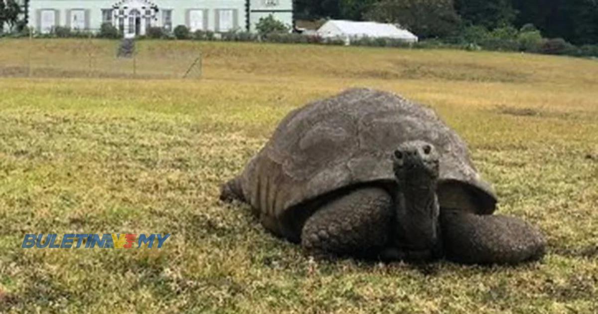 Kura-kura tertua dunia sambut ulang tahun kelahiran ke-190 tahun