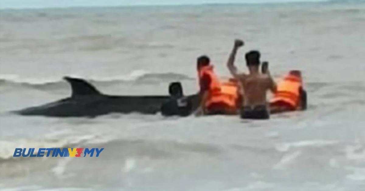 Anak ikan paus terdampar di pantai diselamatkan