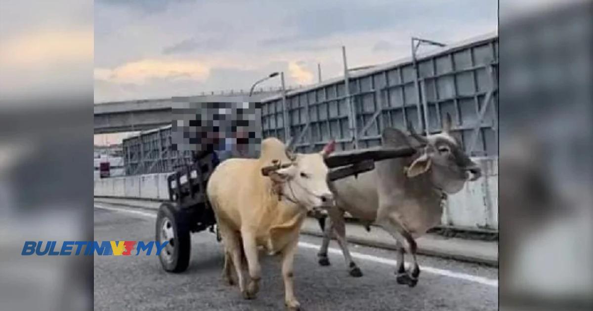 Video kereta lembu atas jalan yang tular adalah latihan perarakan Thaipusam – Polis