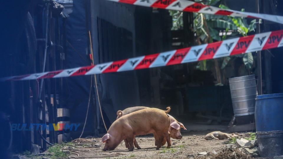 [VIDEO] Demam Babi Afrika (ASF): 7 lagi ladang babi positif di Pulau Pinang