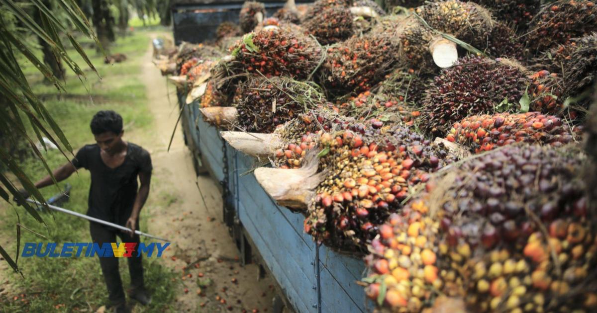 Dasar Indonesia berperanan besar tentukan harga sawit