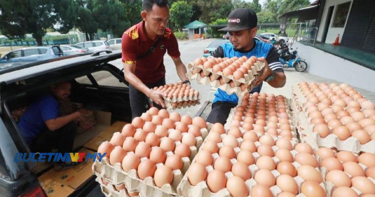 FAMA bantu edar 51,000 telur di Pahang