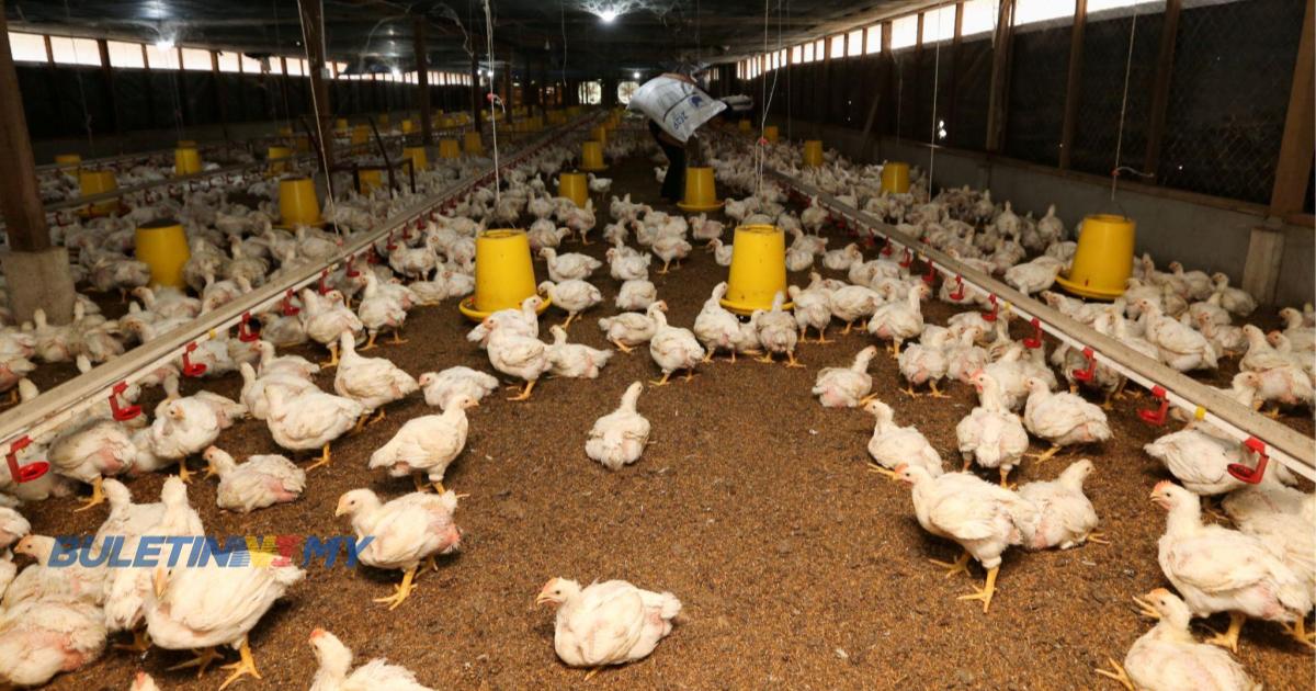 [VIDEO] KPDN & MAFS bincang kenaikan harga ayam dari ladang