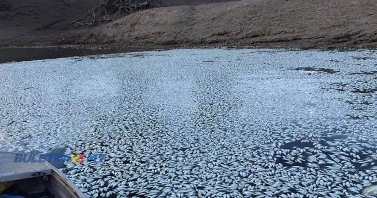 Ratusan ribu ikan mati terapung di sungai