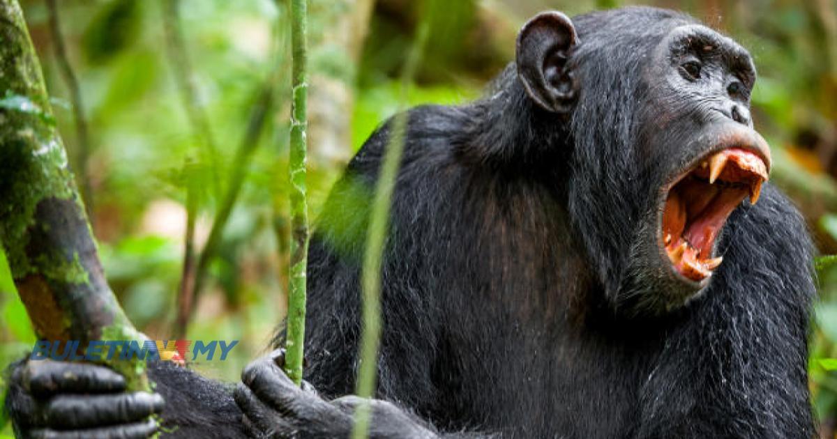 Cimpanzi di Uganda rampas bayi dan membunuhnya