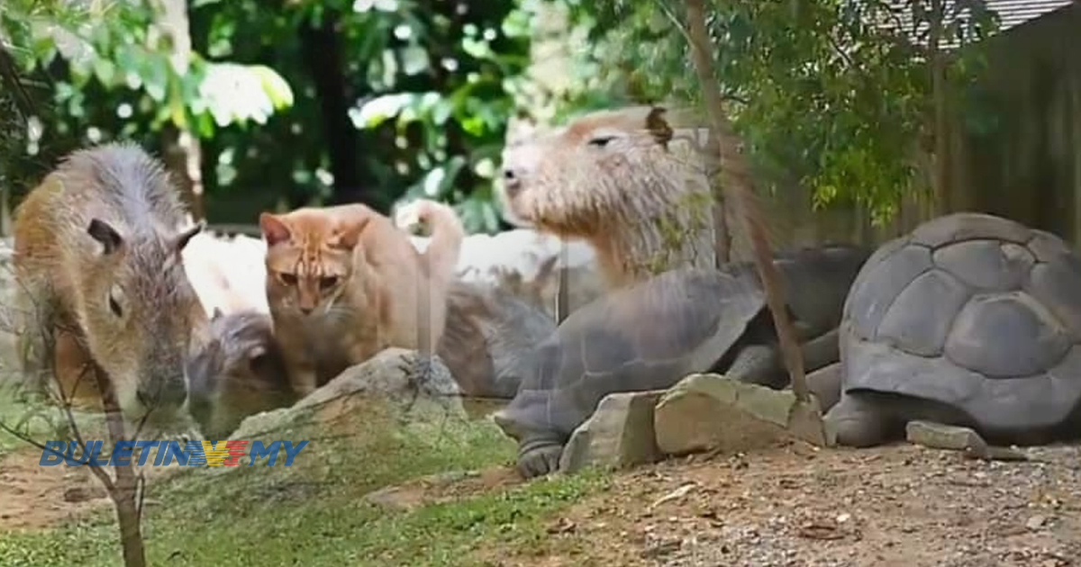 [VIDEO] Strok Haba: Zoo Negara pantau haiwan berisiko secara intensif