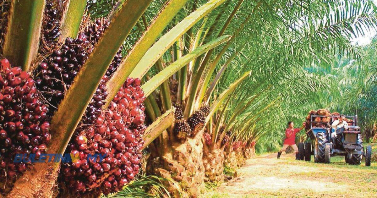 Sarawak mahu keluarkan makanan ternakan daripada kelapa sawit