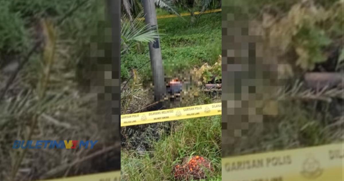Mayat terbakar ditemui di kebun kelapa sawit
