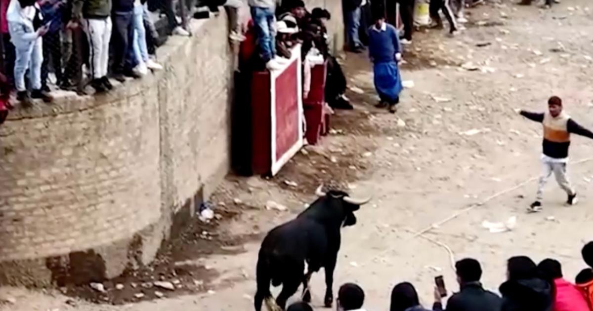 11 cedera ditanduk lembu di festival tempatan