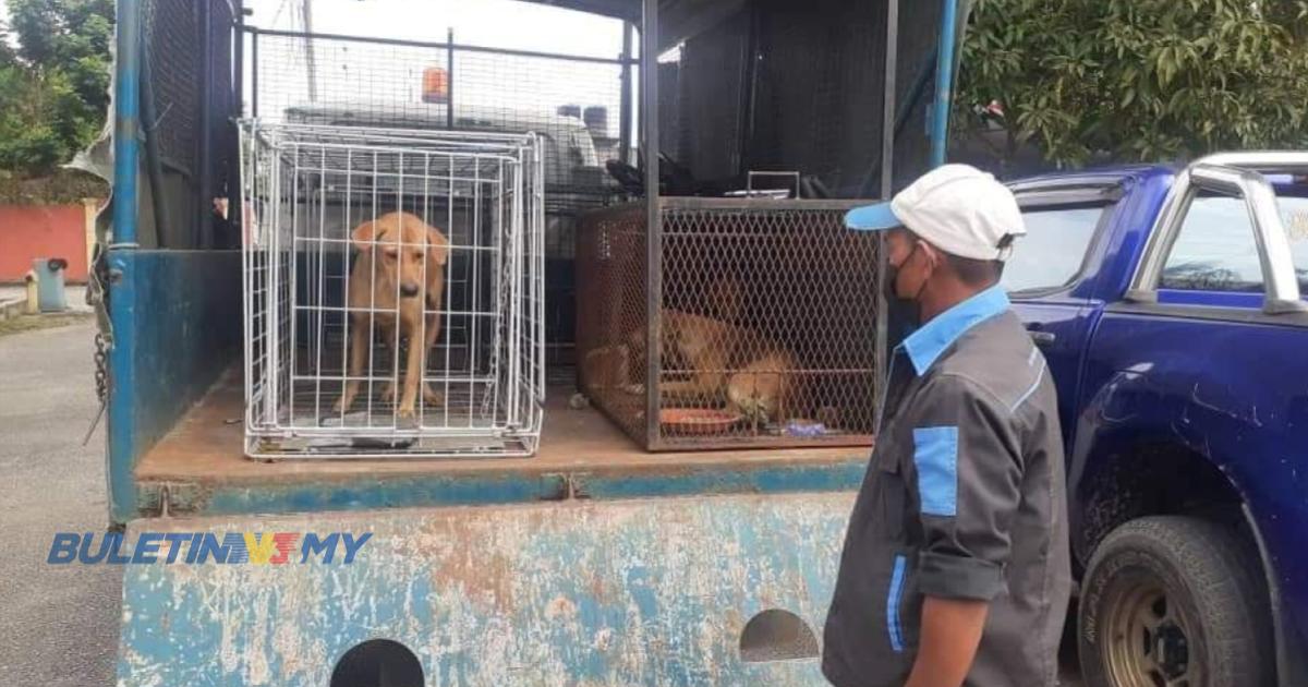 792 ekor anjing liar ditangkap 