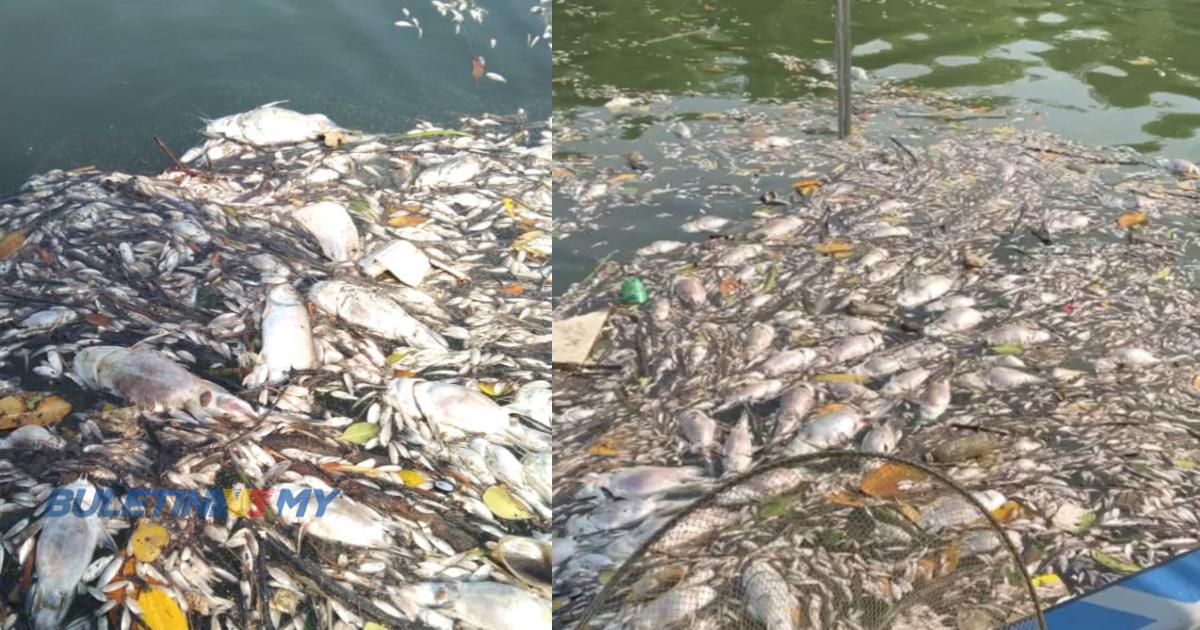 Bahan kimia dikhuatiri punca ikan mati di sungai sekitar Klang