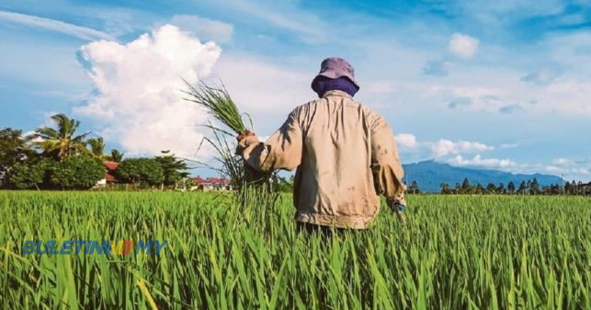 Penanaman padi di Sarawak, Sabah bantu stabil stok penimbal beras