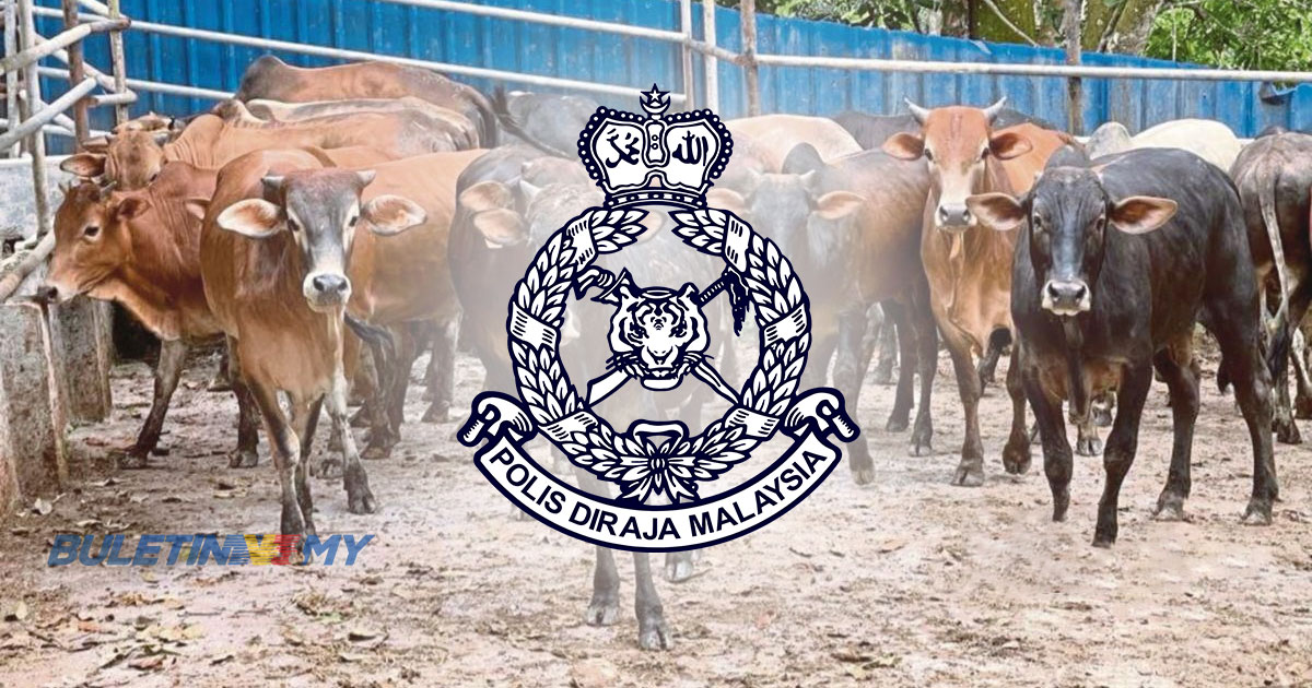 Empat lelaki dicekup sewaktu jual beli lembu curi