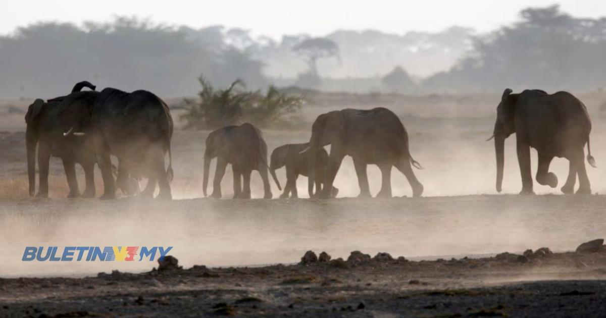 Dua maut, sekumpulan gajah terlepas dari taman di Uganda
