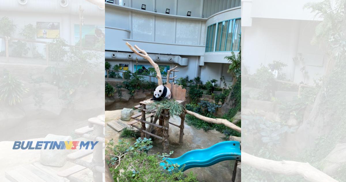 [VIDEO] Dua anak panda gergasi Yi Yi dan Sheng Yi balik kampung