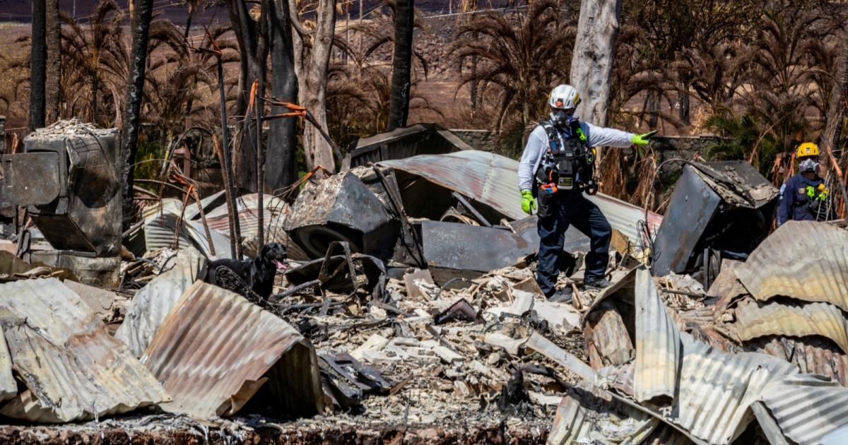 Operasi kenal pasti mayat kebakaran hutan berdepan cabaran