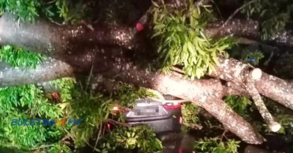 [VIDEO] Pokok tumbang menimpa kenderaan, tiga disahkan maut