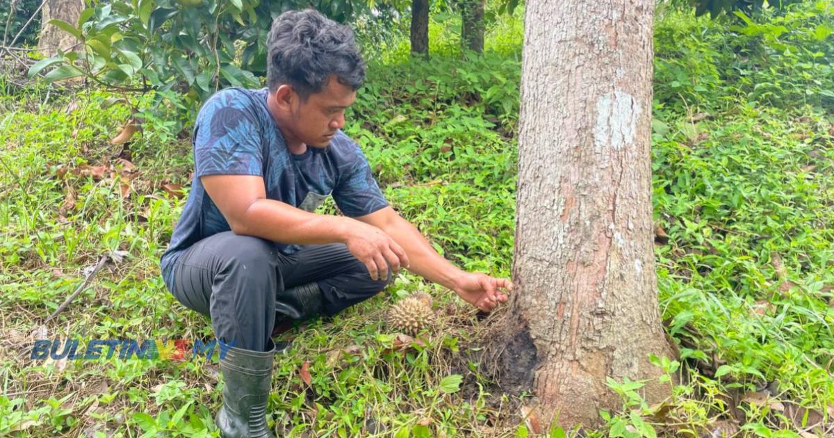 Pekebun rugi lebih RM60,000, dakwa pokok durian diserang penyakit misteri