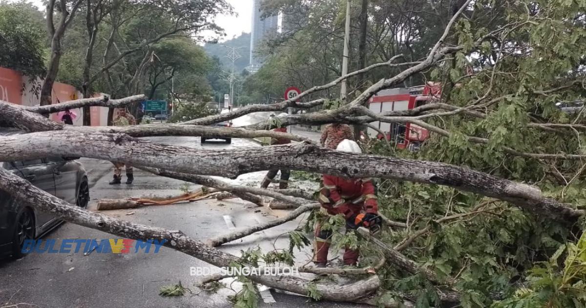  10 pokok tumbang akibat hujan lebat 