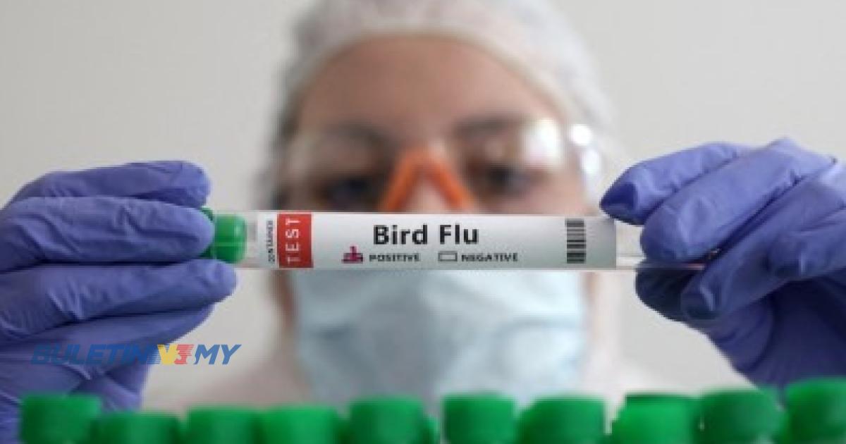Perancis mula suntik vaksin selesema burung bagi itik