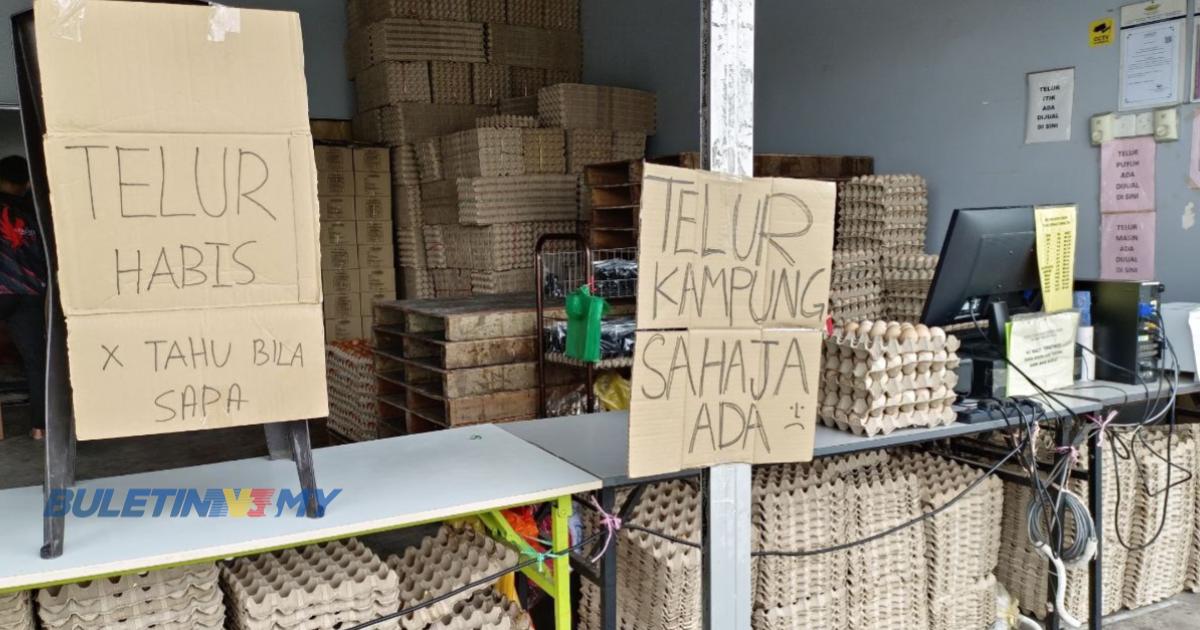 Isu kurang bekalan telur ayam masih berlaku di Terengganu