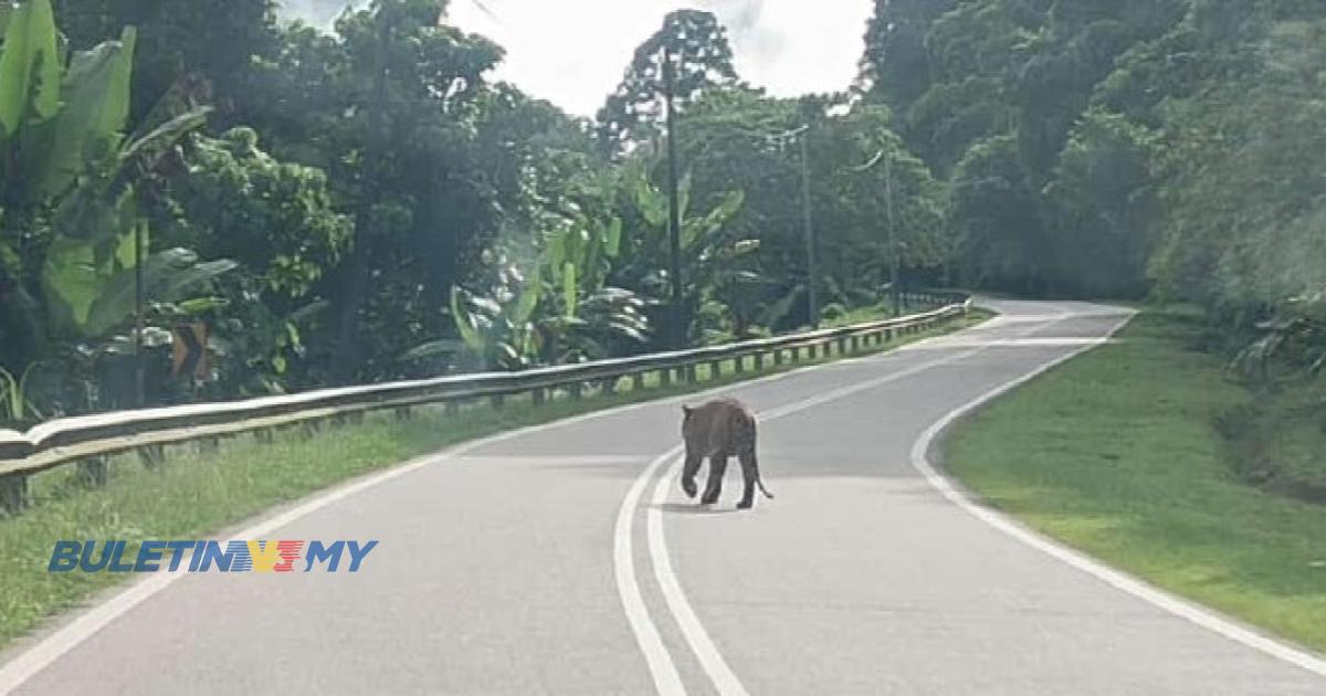[VIDEO] Pemandu lori rakam ‘pak belang’ berkeliaran di jalan Gua Musang-Jeli