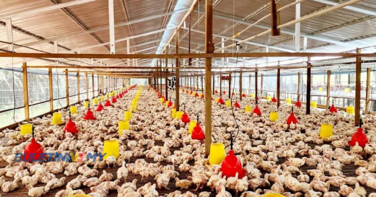 Subsidi ayam tamat: Penjimatan RM100 juta sebulan tingkat inisiatif, kebajikan rakyat
