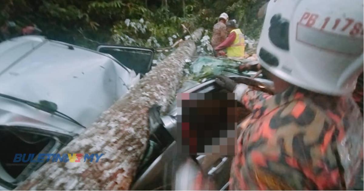 Pemandu wanita maut, kereta dihempap pokok