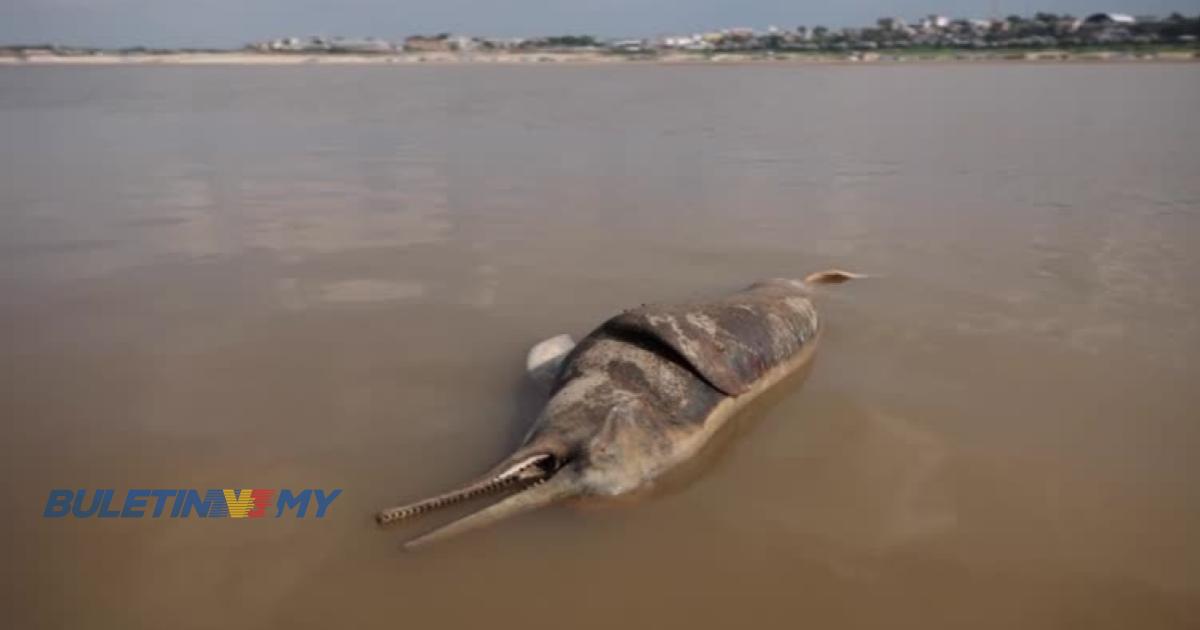 120 ikan lumba-lumba ditemui mati di Sungai Amazon