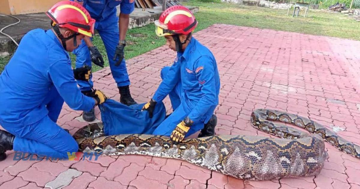 APM tangkap ular sawa kekenyangan selepas telan kambing