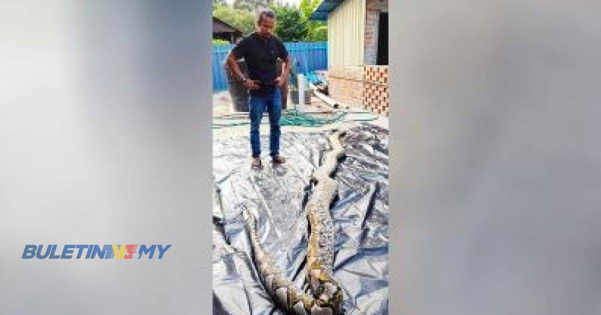 Cik Kiah, ular sawa batik 220 kg ditemukan mati