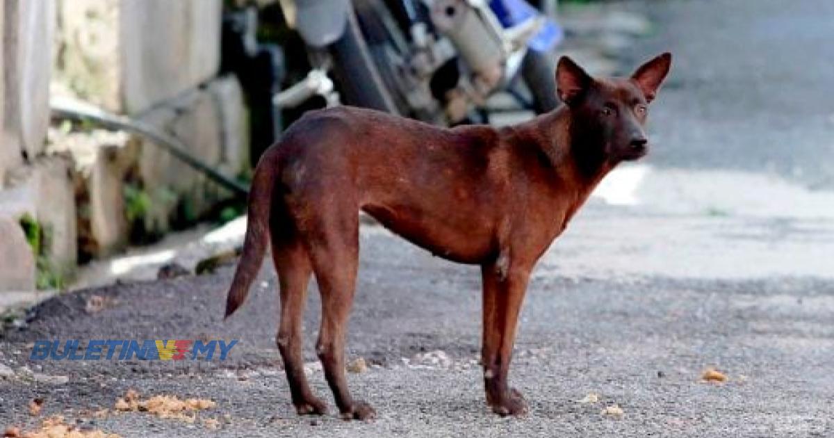 Kuching, Bintulu diisytihar kawasan jangkitan rabies