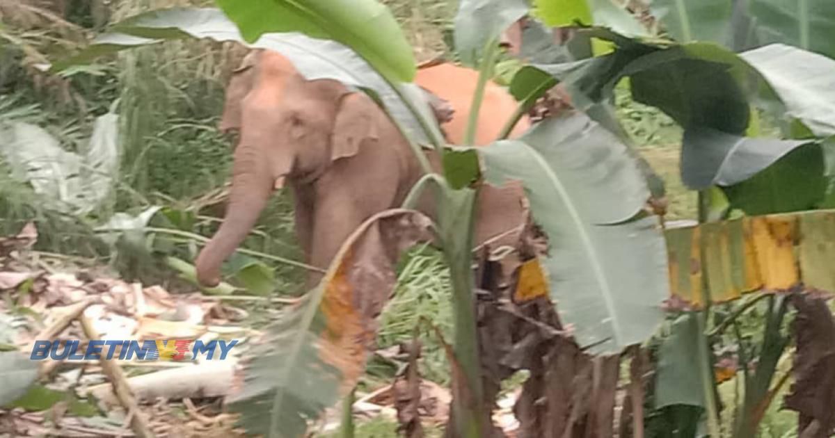 [VIDEO] Gangguan gajah liar, penduduk terputus bekalan makanan, guru kebimbangan