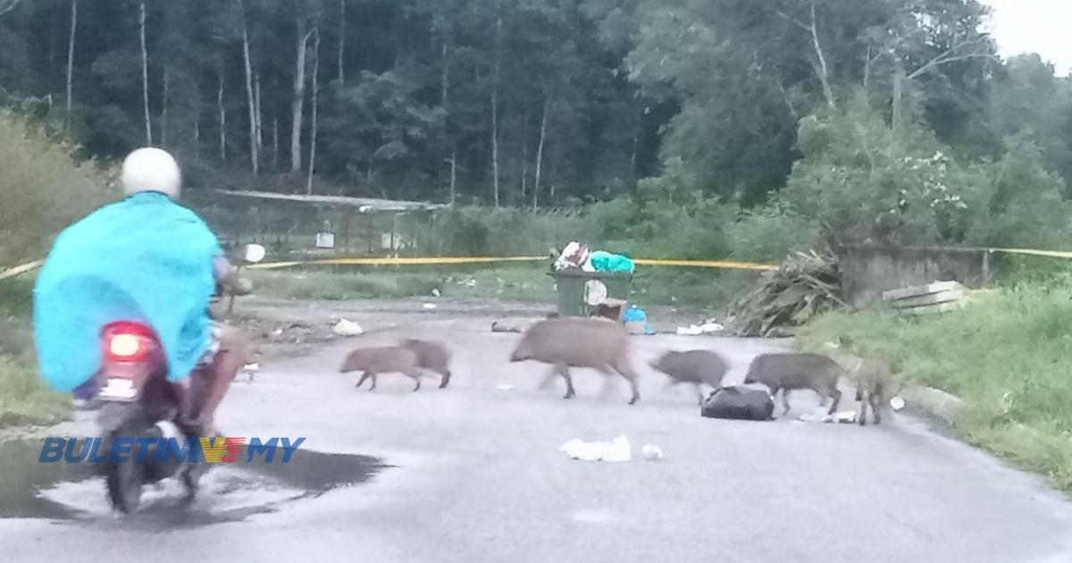 Penduduk bimbang ancaman babi hutan