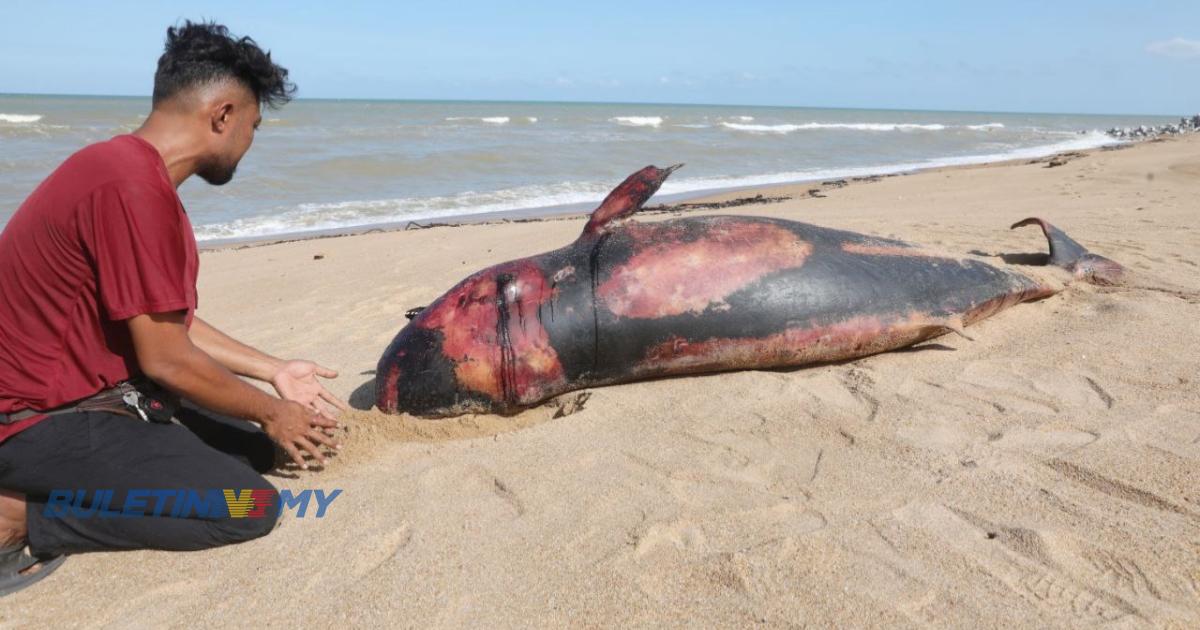 Penduduk gempar penemuan bangkai ikan paus di Pantai Tanjung Batu