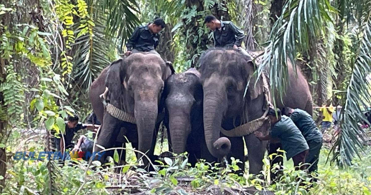 Gajah betina terlibat kemalangan dipindah ke lokasi lebih selamat