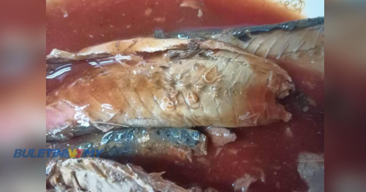 MAQIS Johor rampas 16.3 tan sardin dalam tin mengandungi cacing parasit Anisakis sp