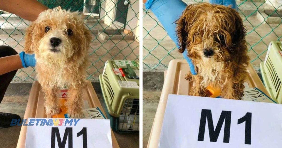 2 anjing ‘Poodle’ dirampas kerana miliki nombor mikrocip mengelirukan