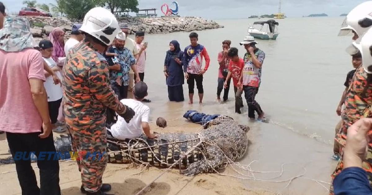Buaya tembaga dua tan ditangkap di Pantai Siring