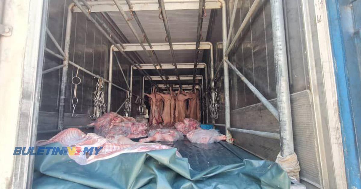 Daging babi seludup bernilai RM227,920 dirampas