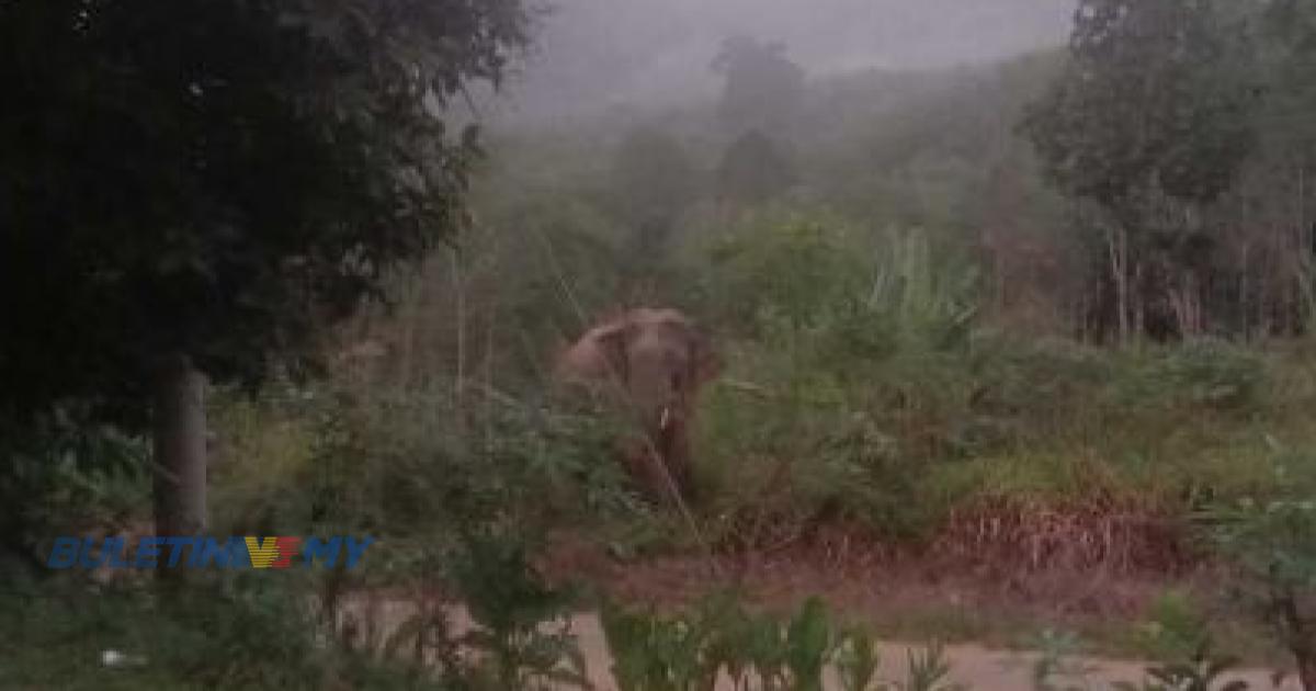 Penduduk Orang Asli bimbang kemunculan gajah liar