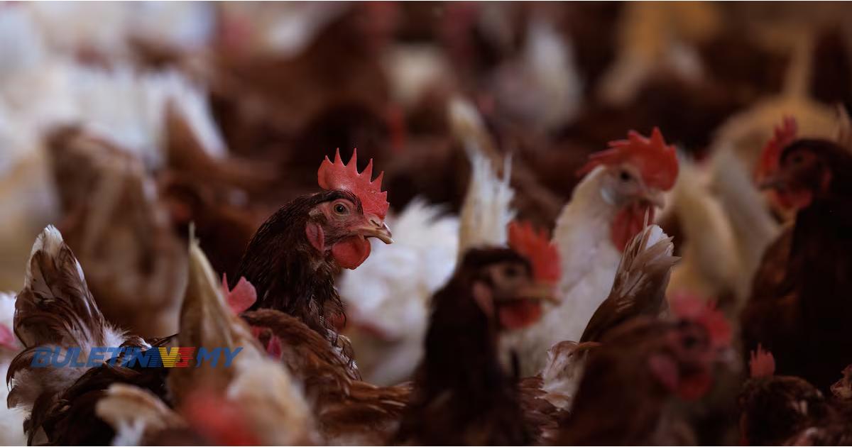 Lebih 57,000 ayam ditakai di Jepun akibat wabak selesema burung
