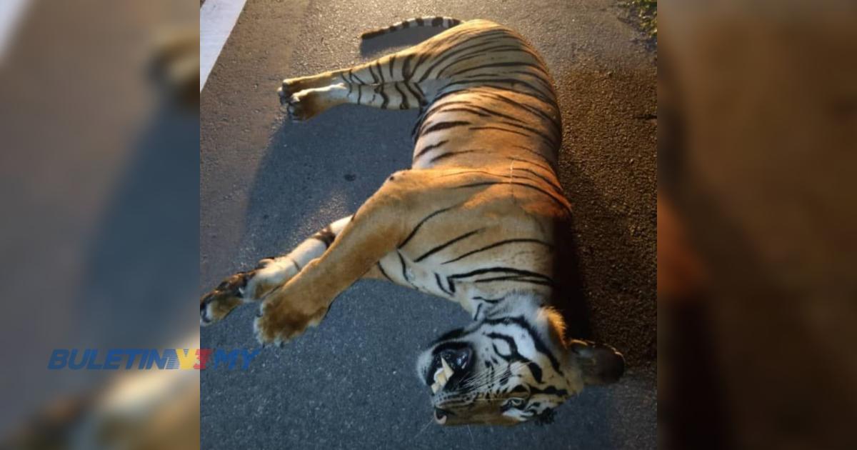 Harimau belang jantan ditemui mati dipercayai dilanggar kenderaan 