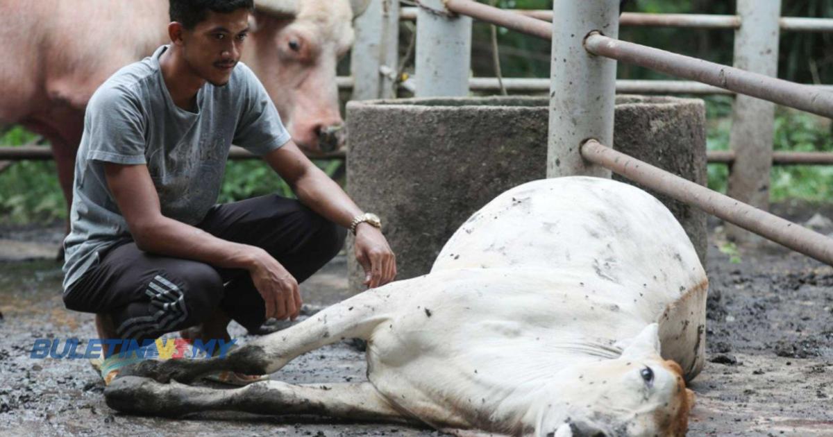Penternak rugi RM35,000, 15 lembu mati dibaham harimau